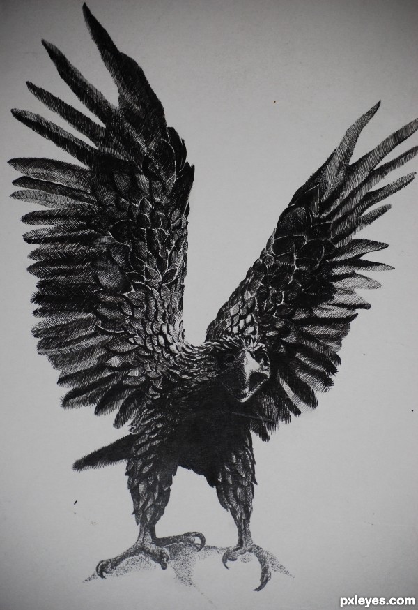 Home Drawing Contests Wings eagle wings