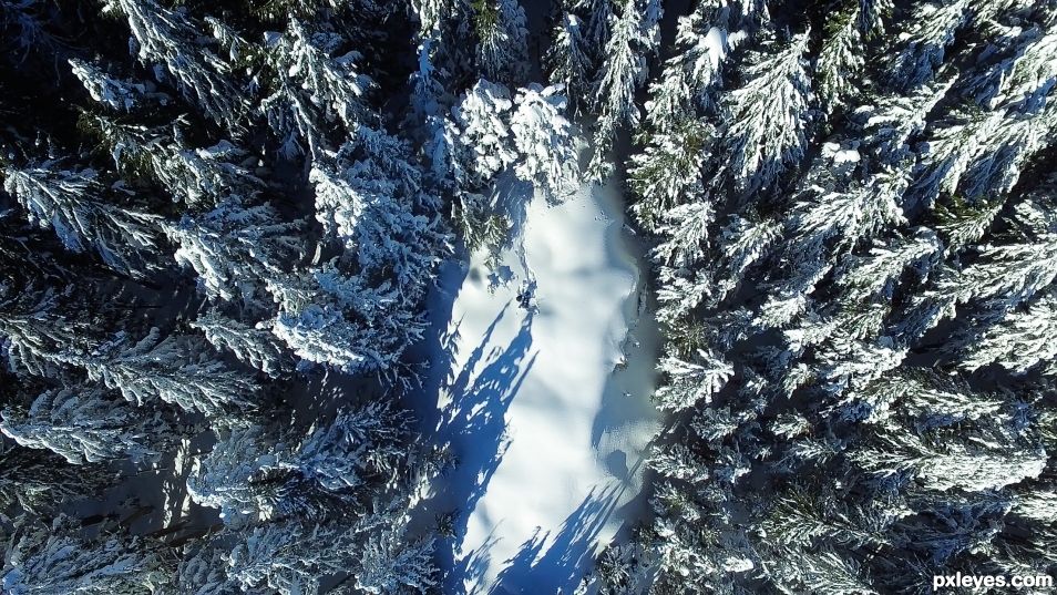 Snow in the forrest 