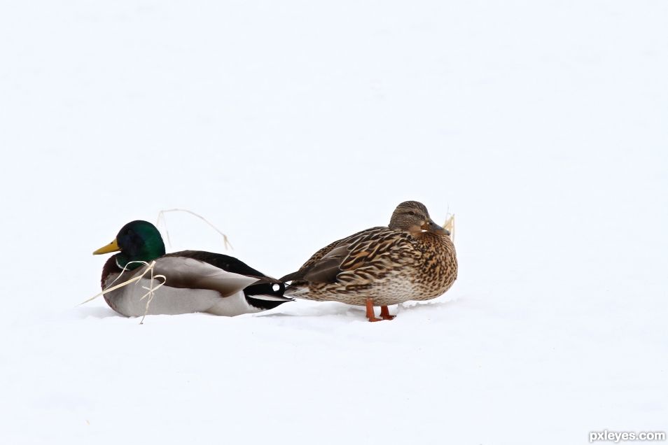 Two Mallard in the Snow