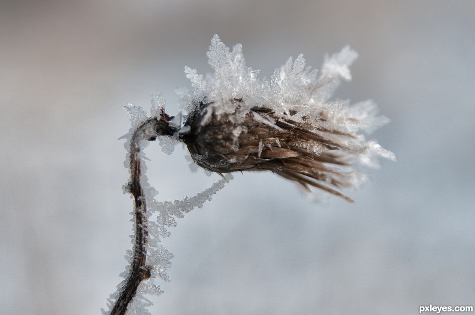 Ice Crystals