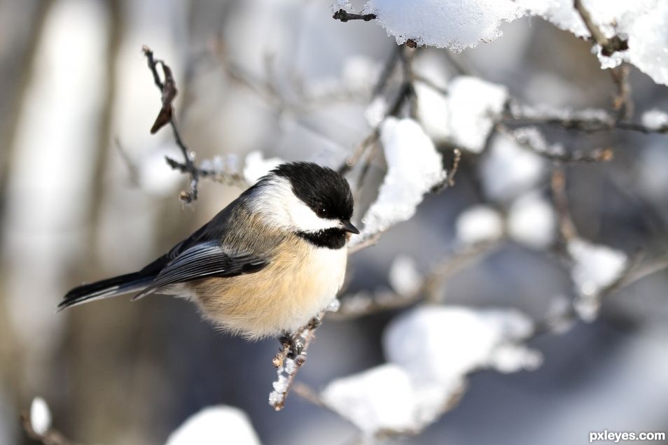 Chickadee