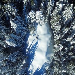 Snow in the forrest  Picture