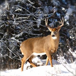 Whitetail Buck