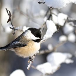 Chickadee