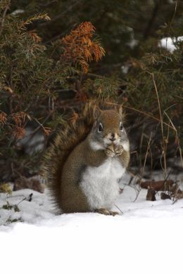 Red Squirrel