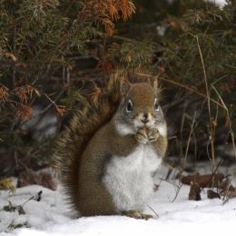 RedSquirrel