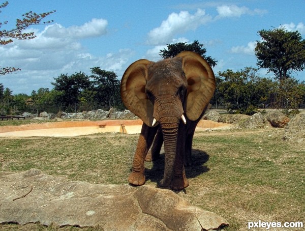 Creation of Elephant Baby Ears: Final Result