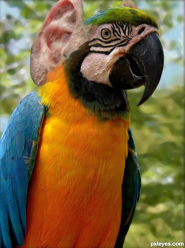 parrot