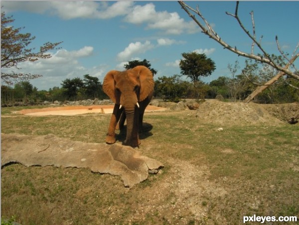Creation of Elephant Baby Ears: Step 1