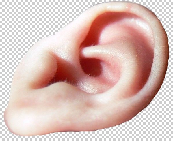 Creation of Elephant Baby Ears: Step 2