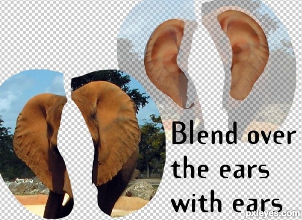 Creation of Elephant Baby Ears: Step 4