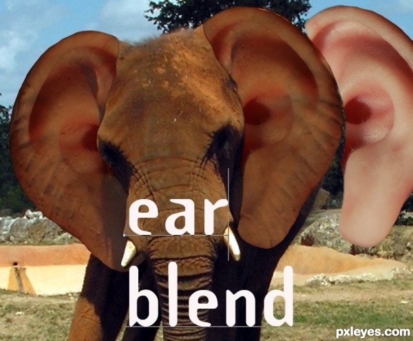 Creation of Elephant Baby Ears: Step 5