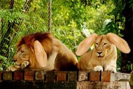 lions with goat ears