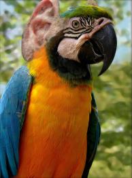 parrot