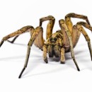 wolf spider photoshop contest