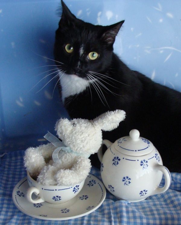the cat at the tea party