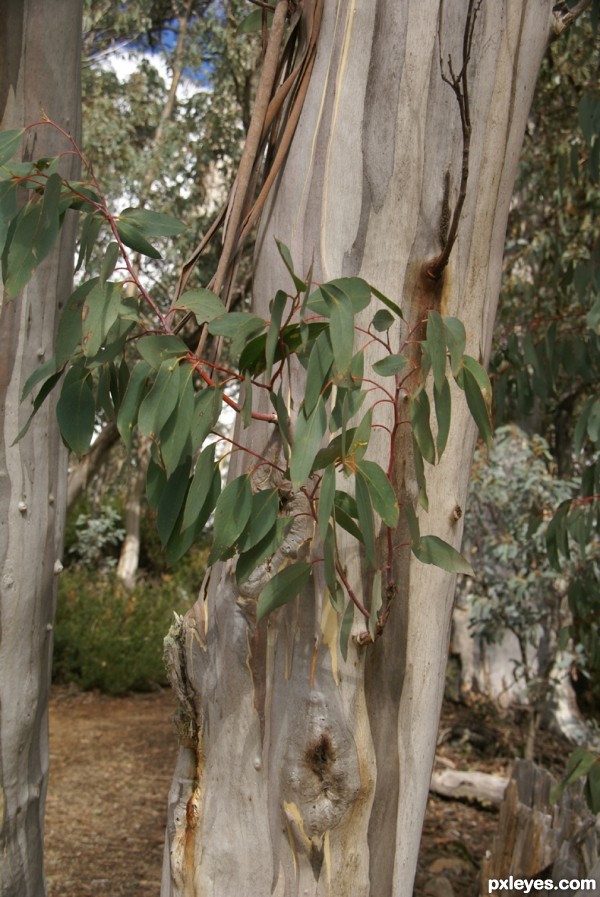 Leafy Knot