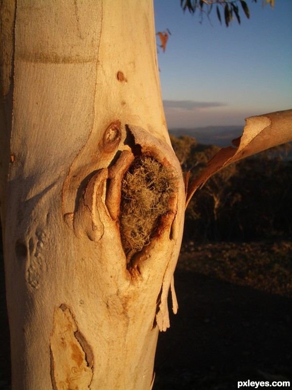 Porepunkah Knot