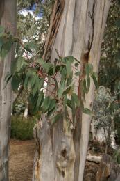 LeafyKnot