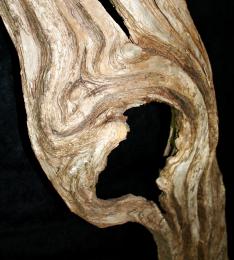 Wooden Scream