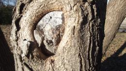 knothole