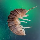 woodlouse photoshop contest