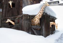 home of giraffe