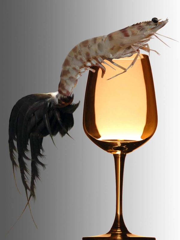 Creation of Shrimp cocktail: Step 6