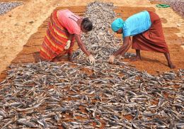 An Ocean of Fish to Dry