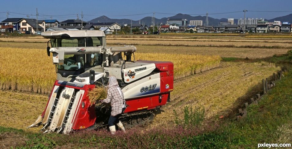 Helping Man Harvest Rice