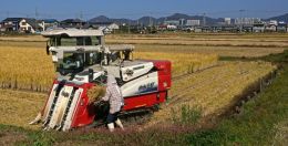 Helping Man Harvest Rice