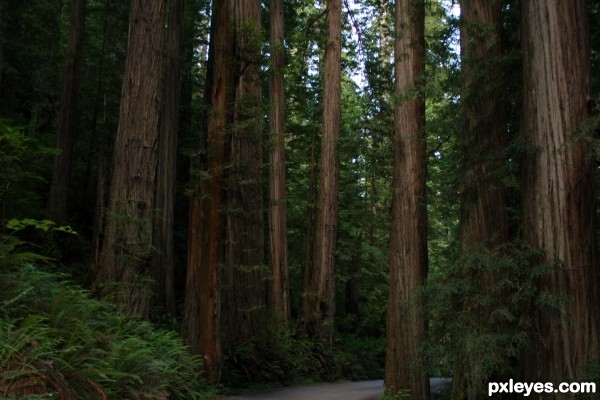 Redwoods