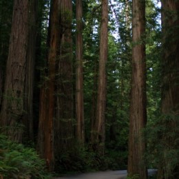 Redwoods