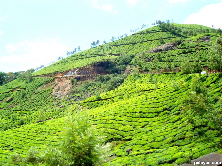 Tea Garden Hills in Munnar.