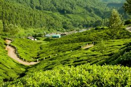 Munnar- Hamlet in Kerala