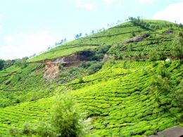 Tea Garden Hills in Munnar.