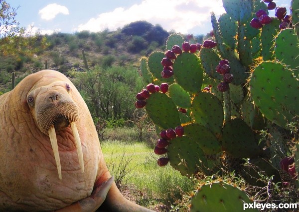 Arizona Walrus