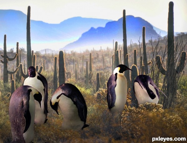 Mojave Penguins