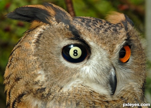 Owl eye