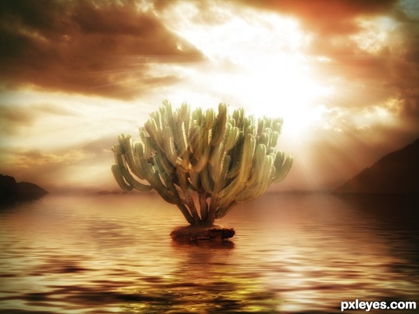 Sea cactus photoshop picture)