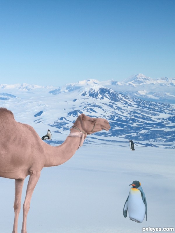Creation of Lost Camel: Step 1
