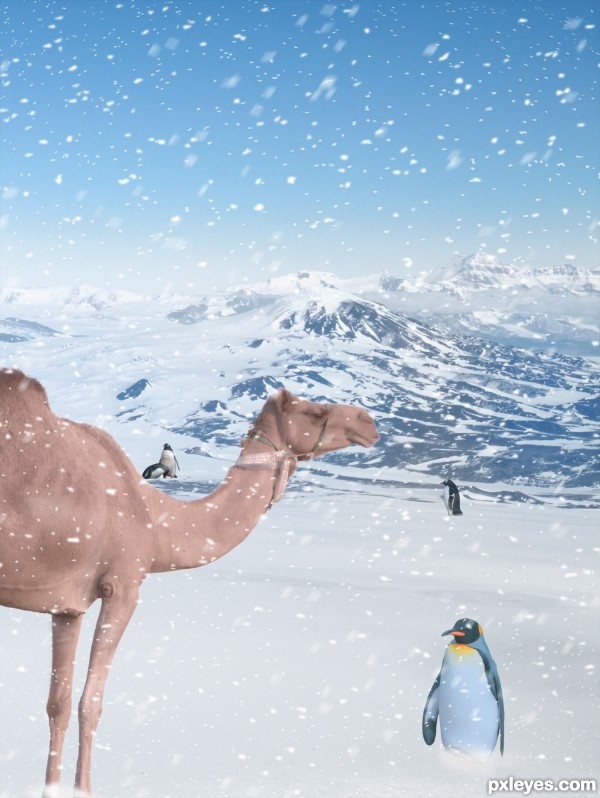 Creation of Lost Camel: Step 3