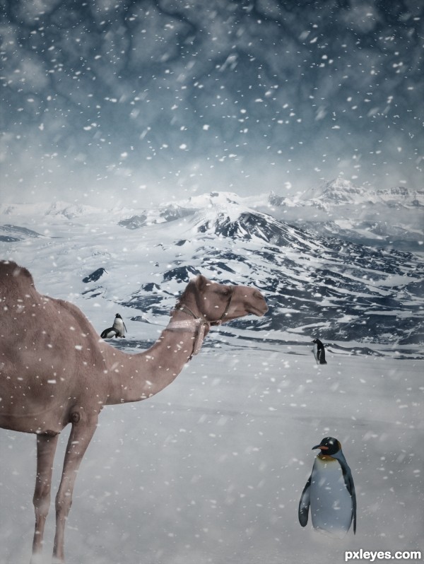 Creation of Lost Camel: Step 4