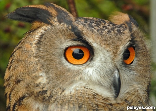 Creation of Owl eye: Step 1