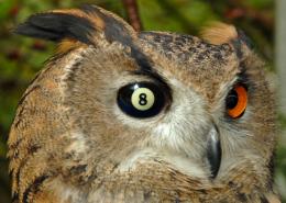 Owl eye