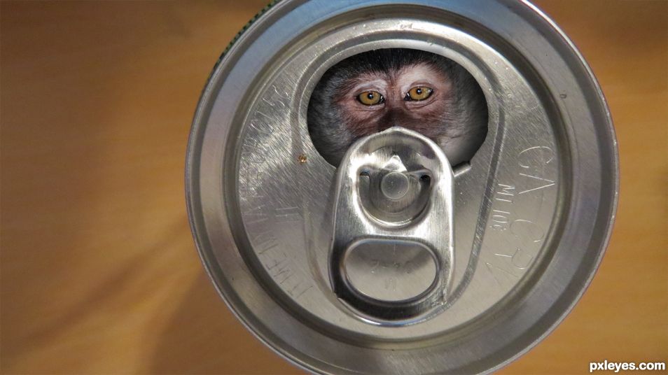 Monkey In the Soda