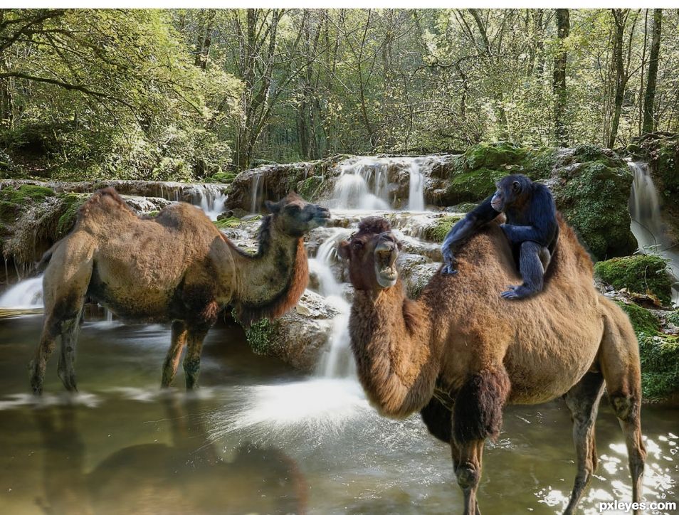 Camels Paradise