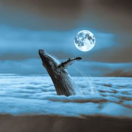 moonlitwhale