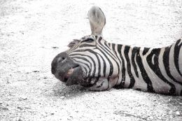 Go home, zebra, youre drunk!