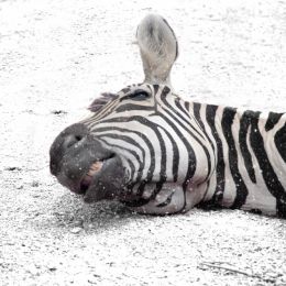 Go home, zebra, you